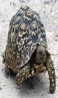 1 Schermata Turtle wallpaper