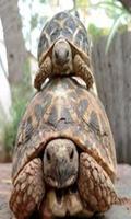 2 Schermata Turtle wallpaper