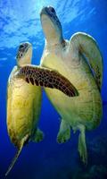 3 Schermata Turtle wallpaper