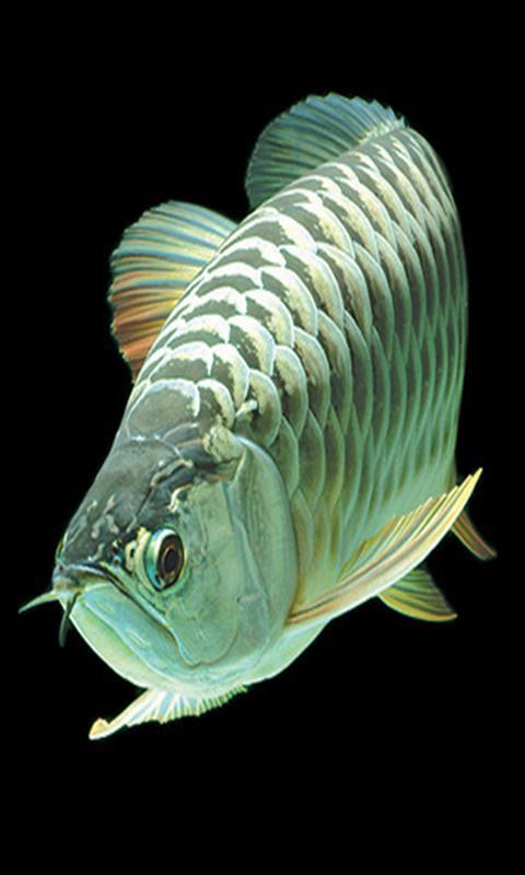 Android 用の Arowana Wallpaper Apk をダウンロード