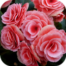 Begonia APK