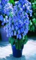 Blue bells-poster