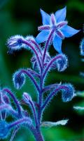 Blue flower capture d'écran 1