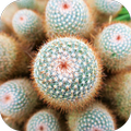 Cactus2