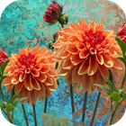 Dahlia wallpaper آئیکن