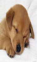 Dog Live Wallpaper 截圖 2
