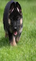 Dog Live Wallpaper 截圖 3