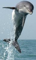 Dolphin screenshot 1