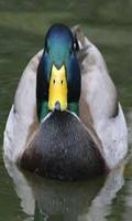 Duck screenshot 3