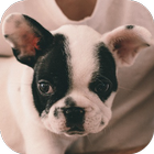 French bulldog biểu tượng