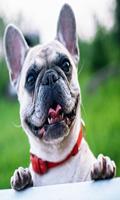 French bulldog wallpaper 포스터