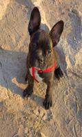 1 Schermata French bulldog