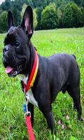 French bulldog imagem de tela 2