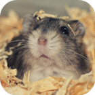 آیکون‌ Hamster wallpaper