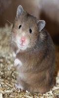 برنامه‌نما Hamster wallpaper عکس از صفحه