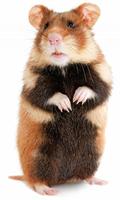 پوستر Hamster wallpaper