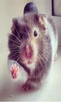 برنامه‌نما Hamster wallpaper عکس از صفحه