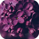 Lilacs आइकन