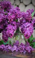 Lilacs पोस्टर