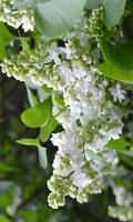 Lilacs स्क्रीनशॉट 1