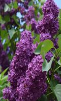 Lilacs स्क्रीनशॉट 3