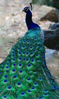 Peacock wallpaper poster