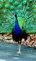 Peacock wallpaper screenshot 1