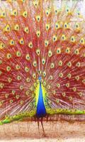 Peacock wallpaper screenshot 2