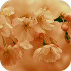 Sakura wallpaper icon