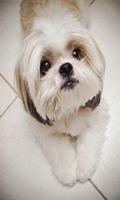 Shih Tzu wallpaper 스크린샷 1