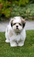 Shih Tzu wallpaper 스크린샷 2