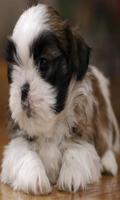 Shih Tzu wallpaper 스크린샷 3