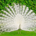 Peacock Wallpaper