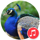 Peacock Sounds APK