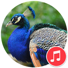 Peacock Sounds icône