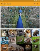 Peacock Sounds Affiche