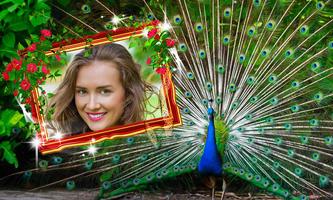 Peacock Photo Frames poster