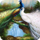 Peacock HD Wallpaper آئیکن