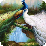 Peacock HD Wallpaper icône