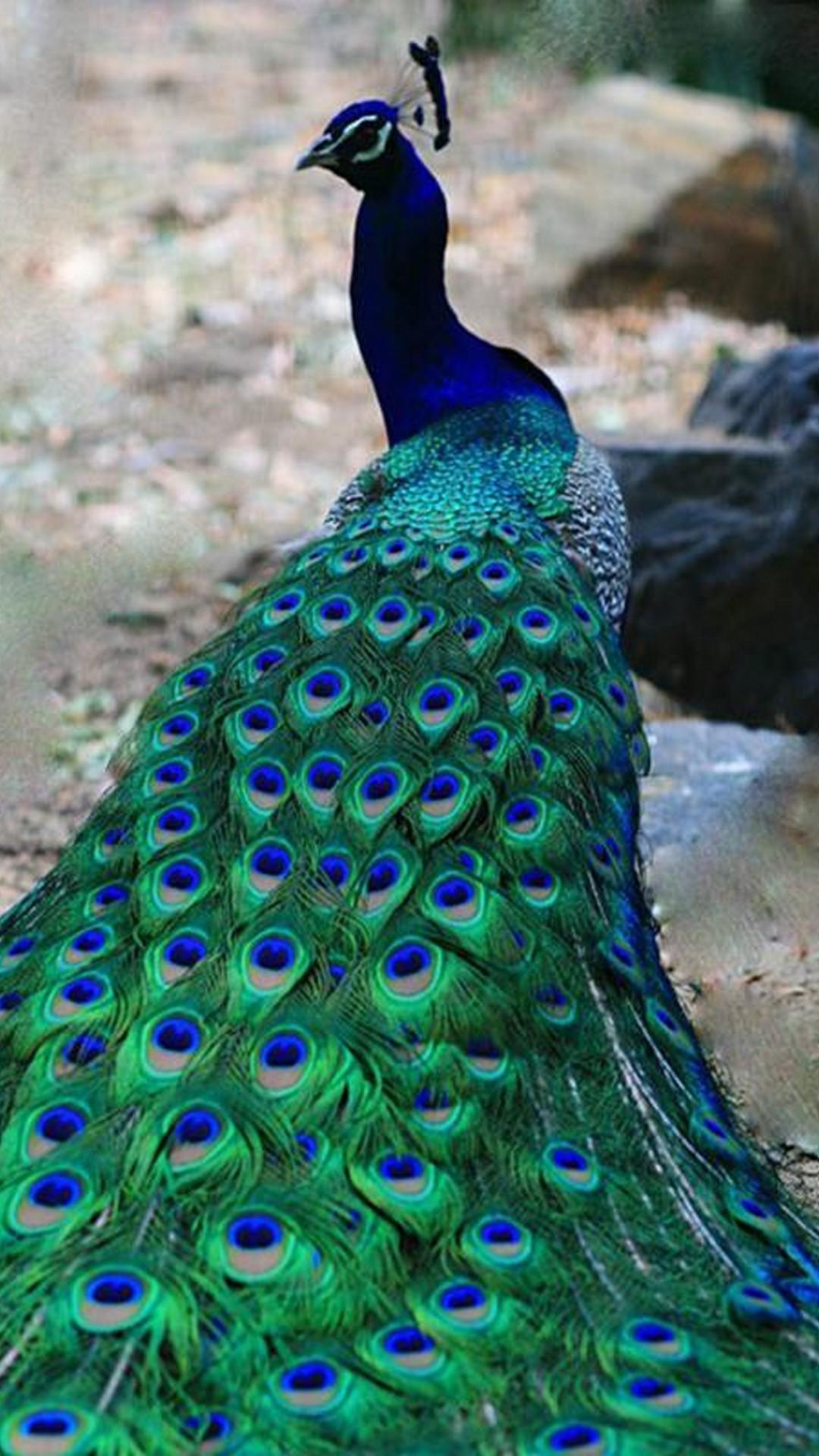 Peacock HD Wallpaper APK pour Android Télécharger