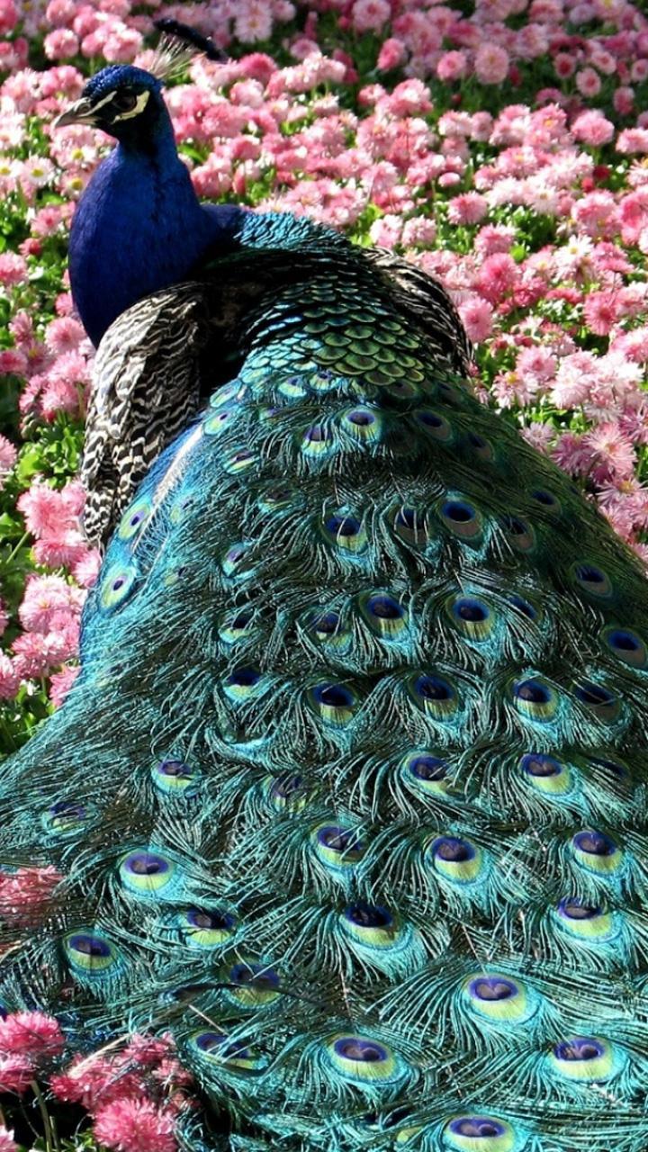 Peacock HD Wallpaper APK pour Android Télécharger