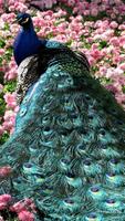 Peacock HD Wallpaper 포스터