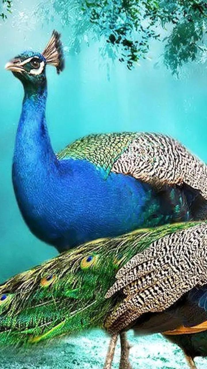 Descarga de APK de Peacock HD Wallpaper para Android Descarga de APK de Peacock HD Wallpaper para Android