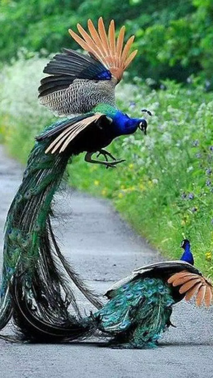 Descarga de APK de Peacock HD Wallpaper para Android Descarga de APK de Peacock HD Wallpaper para Android