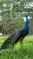 Peacock HD Wallpaper imagem de tela 2
