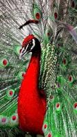 Peacock HD Wallpaper اسکرین شاٹ 3