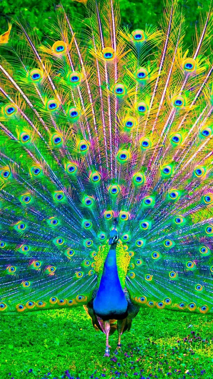 Descarga de APK de Peacock HD Wallpaper para Android Descarga de APK de Peacock HD Wallpaper para Android