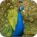 Peacock Wallpaper HD APK