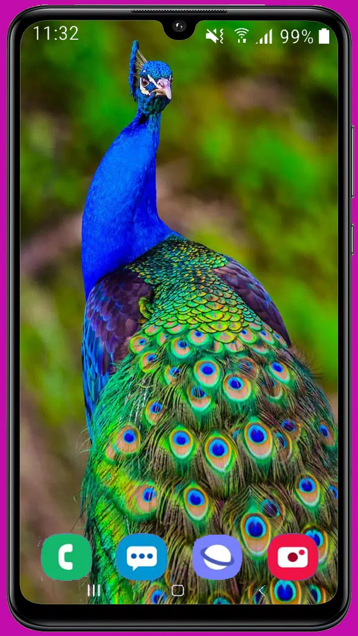 Peacock Wallpaper APK for Android Download