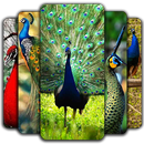 Peacock Wallpapers APK